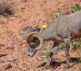 Desert Bighorn Male
