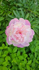 Covenous peony flowers in the woods