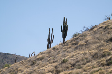 Saguaro Cactus, Tonto National Monument