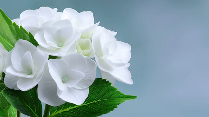 White hydrangea petals with green leaves on minimalist blue background, creating fresh and serene floral composition perfect for spring or summer themes