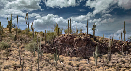 Saguaro Cactus, Tonto National Monument