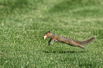 opportunistic squirrel speeding away in the grass with apple in mouth. 