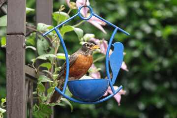 American robin eating meal worms at blue feeder with clematis growing in background. 
