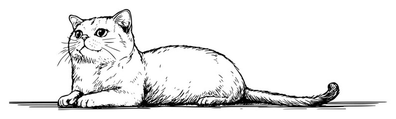 cat lying on ground in engraved black outline sketch