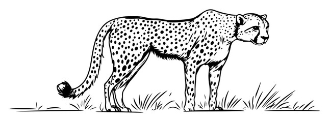 cheetah walking side view in vintage engraving style