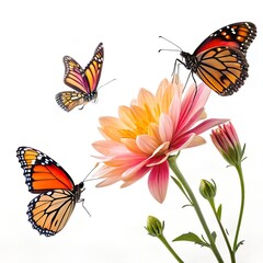 Butterflies Fluttering Around a Flower on White Background
