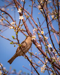 sparrow on a tree and holding a flower 