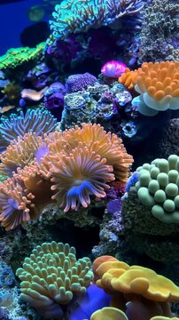 Vibrant coral reefs thriving with marine biodiversity, underwater life. Vertical