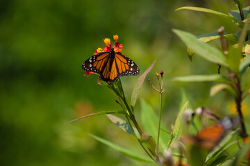 Monarch butterfly orange and black with black dots flying over Asclepias curassavica plants in sunny day in Lima Peru
