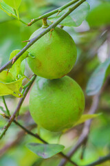 Two Vibrant Green Limes Growing Together Peacefully on Thorny Tree Branches