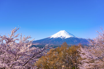 山梨県富士吉田市　春の新倉山浅間公園