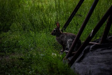 rabbit in the grass