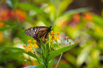 Monarch butterfly orange and black with black dots flying over Asclepias curassavica plants in sunny day in Lima Peru