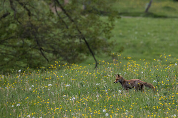 An adult red fox (Vulpes vulpes) walking through a meadow full of spring flowers. Europe