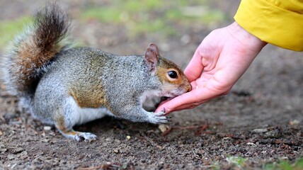 squirrel eats from hand © Aleksey
