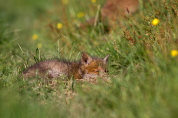 Little red fox sleeping peacefully among the grasses and meadow flowers, near its burrow. Europe