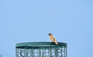公園のスズメ