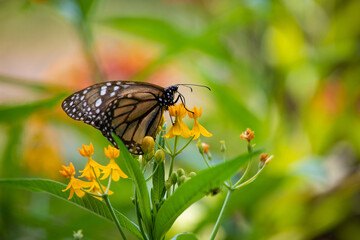 Monarch butterfly orange and black with black dots flying over Asclepias curassavica plants in sunny day in Lima Peru
