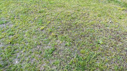 Green Grass Filed Lawn Texture