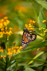 Monarch butterfly orange and black with black dots flying over Asclepias curassavica plants in sunny day in Lima Peru
