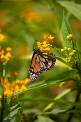 Monarch butterfly orange and black with black dots flying over Asclepias curassavica plants in sunny day in Lima Peru