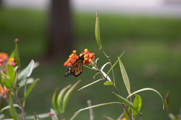Monarch butterfly orange and black with black dots flying over Asclepias curassavica plants in...