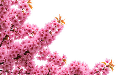 Fototapeta premium Springtime Cherry Tree with Pink Sakura Flowers: A Beautiful Floral Background and Garden Beauty