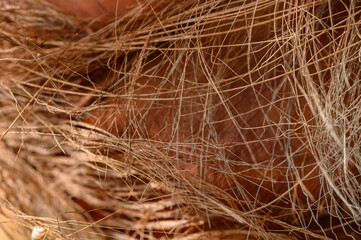 Ideal as a nature-inspired texture background.