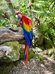 Scarlet macaw preening its feet