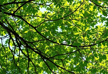 Obraz premium Isolated tree branches with overlay of leaf shadows, creating a dappled effect, environment, twig