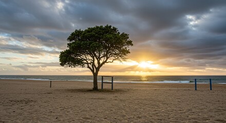 a tree on the beach