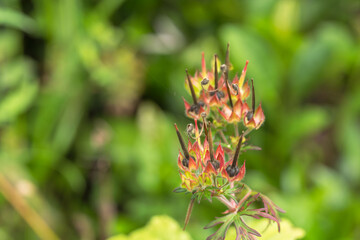 アメリカフウロの種子 5月の野山01