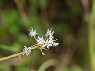 ノビルの小さな花 5月の野山06