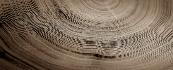 Close up tree rings end grain tree stump. Detailed wood rings pattern with cracks and dark sepia contrast.