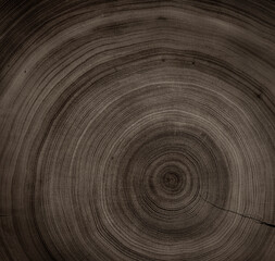 Close up tree rings end grain tree stump. Detailed wood rings pattern with cracks and dark sepia...