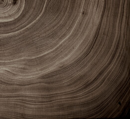 Close up tree rings end grain tree stump. Detailed wood rings pattern with cracks and dark sepia...