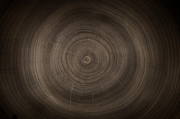 Close up tree rings end grain tree stump. Detailed wood rings pattern with cracks and dark sepia contrast.