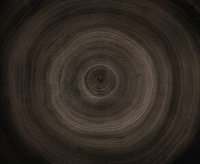 Close up tree rings end grain tree stump. Detailed wood rings pattern with cracks and dark sepia contrast.