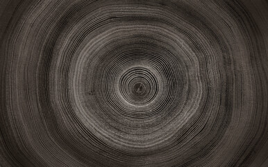 Close up tree rings end grain tree stump. Detailed wood rings pattern with cracks and dark sepia contrast.