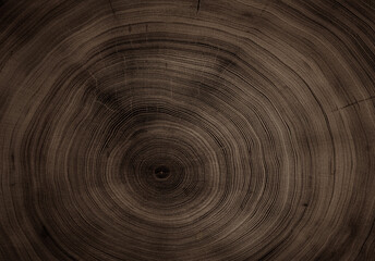 Close up tree rings end grain tree stump. Detailed wood rings pattern with cracks and dark sepia contrast.