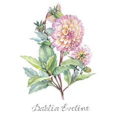 Watercolor pink summer flower Dahlia and lettering isolated on white background. Hand-drawn floral plant with green leaves. Clipart for florist or wedding invite celebration card. Wallpaper wrapping