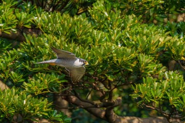 グリーンバックに悠然と飛ぶハヤブサ 成鳥