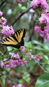 Eastern tiger swallowtail butterfly gathering nectar from a pink rhododendron bush in a springtime garden setting