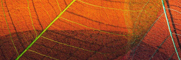 skeleton leaf banner. leaf texture close-up. skeleton leaf closeup