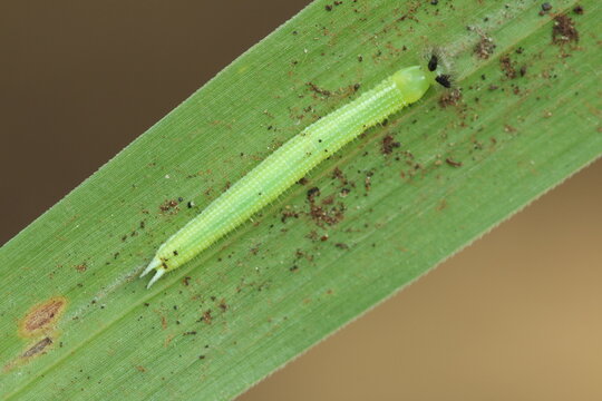 melanitis leda caterpillar on the leaves
