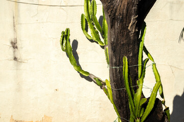 Dragon fruit cactus (Hylocereus undatus) growing on a tree trunk. A tropical plant known for its...