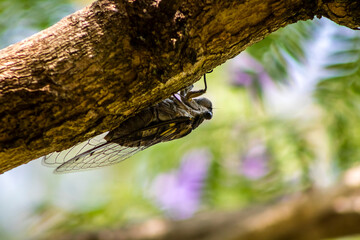 Macro photo close up of a Cicada Insect, Cicada perched on a branch in its natural habitat in Brazil. Cicadomorpha an insect that can make sound by vibrating its wings.