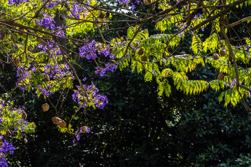 Jacaranda mimosifolia tree in bloom. Purple flowers adorn bare branches in Brazil