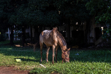 Naklejka premium Animal care. The horse is used but not well cared for. Its coat is disheveled and it eats the grass next to the ruins of a railway station in Brazil.