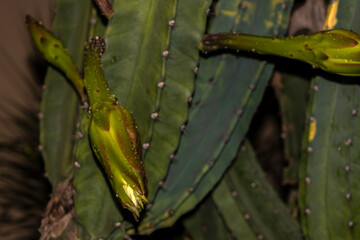 A white and yellow flower of mandacaru cactus, Cereus jamacaru, blowing at night in Brazil